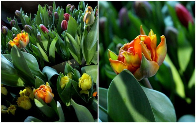 Красивые тюльпаны Красивые тюльпаны