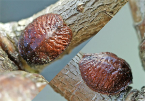 Карминоносный червец Карминоносный червец