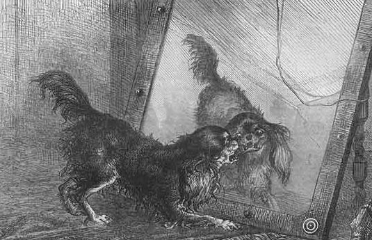 Собака и зеркало